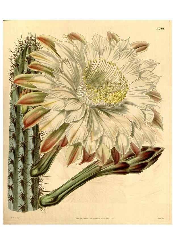 Reproducción/Reproduction 35209956926: Curtis's botanical magazine.. London ; New York [etc.] :Academic Press [etc.]