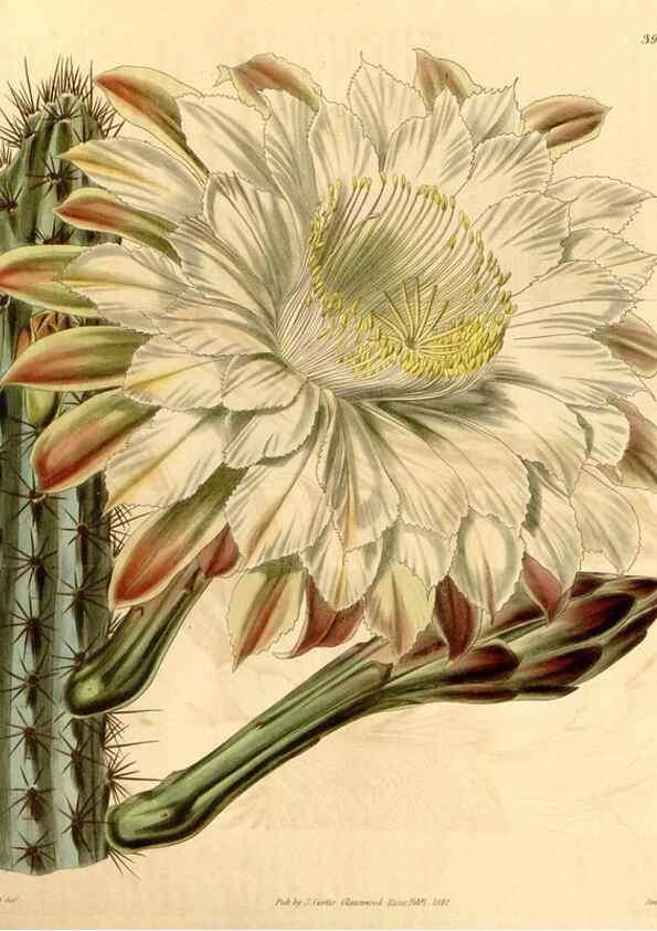 Reproducción/Reproduction 35209956926: Curtis's botanical magazine.. London ; New York [etc.] :Academic Press [etc.]