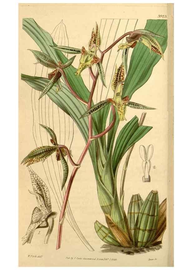 Reproducción/Reproduction 35209960686: Curtis's botanical magazine.. London ; New York [etc.] :Academic Press [etc.]