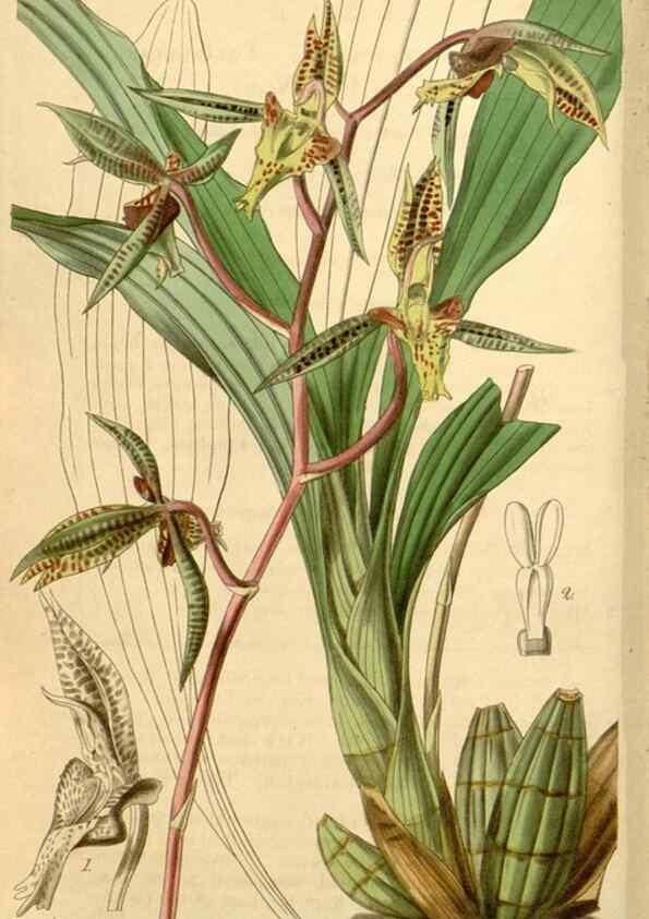 Reproducción/Reproduction 35209960686: Curtis's botanical magazine.. London ; New York [etc.] :Academic Press [etc.]
