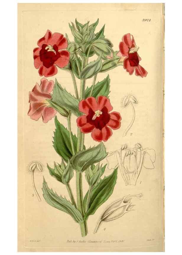 Reproducción/Reproduction 35209963966: Curtis's botanical magazine.. London ; New York [etc.] :Academic Press [etc.]