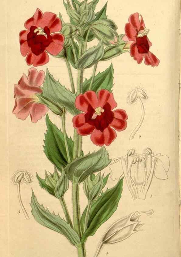 Reproducción/Reproduction 35209963966: Curtis's botanical magazine.. London ; New York [etc.] :Academic Press [etc.]