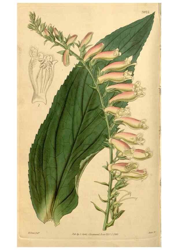 Reproducción/Reproduction 34440807193: Curtis's botanical magazine.. London ; New York [etc.] :Academic Press [etc.]