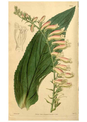 Reproducción/Reproduction 34440807193: Curtis's botanical magazine.. London ; New York [etc.] :Academic Press [etc.]