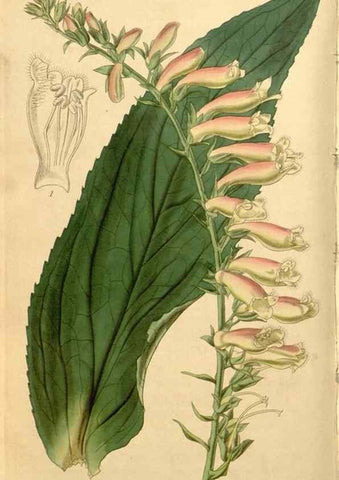 Reproducción/Reproduction 34440807193: Curtis's botanical magazine.. London ; New York [etc.] :Academic Press [etc.]