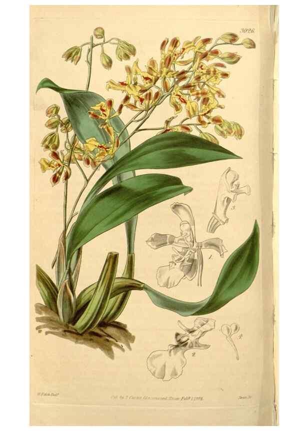 Reproducción/Reproduction 34862749470: Curtis's botanical magazine.. London ; New York [etc.] :Academic Press [etc.]