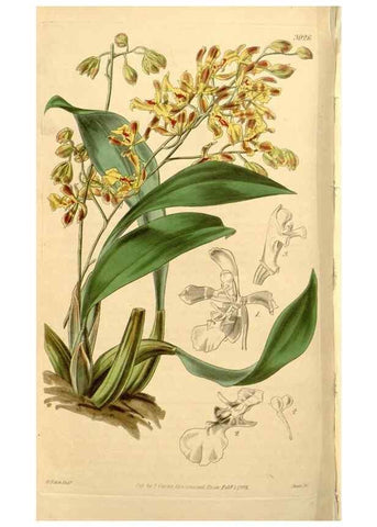 Reproducción/Reproduction 34862749470: Curtis's botanical magazine.. London ; New York [etc.] :Academic Press [etc.]
