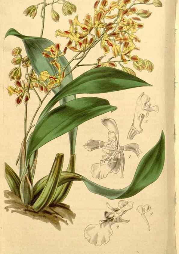 Reproducción/Reproduction 34862749470: Curtis's botanical magazine.. London ; New York [etc.] :Academic Press [etc.]