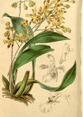 Reproducción/Reproduction 34862749470: Curtis's botanical magazine.. London ; New York [etc.] :Academic Press [etc.]