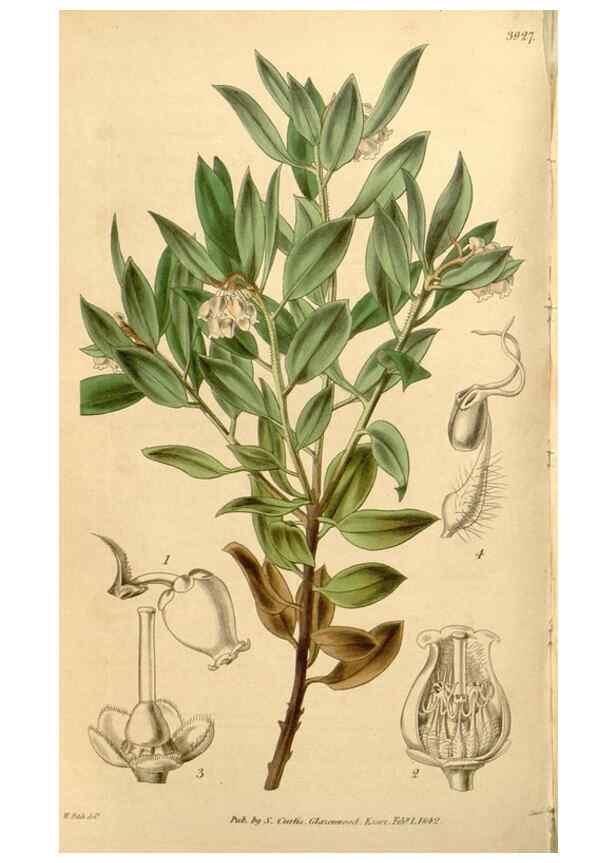 Reproducción/Reproduction 35120092571: Curtis's botanical magazine.. London ; New York [etc.] :Academic Press [etc.]