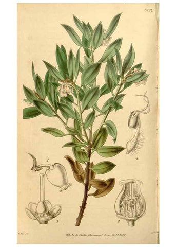 Reproducción/Reproduction 35120092571: Curtis's botanical magazine.. London ; New York [etc.] :Academic Press [etc.]