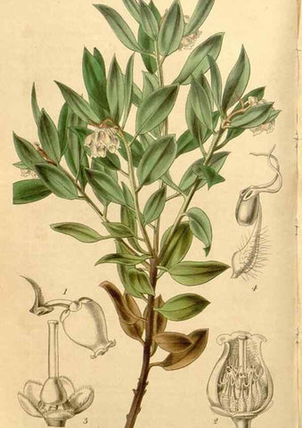 Reproducción/Reproduction 35120092571: Curtis's botanical magazine.. London ; New York [etc.] :Academic Press [etc.]