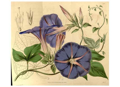 Reproducción/Reproduction 34862754800: Curtis's botanical magazine.. London ; New York [etc.] :Academic Press [etc.]