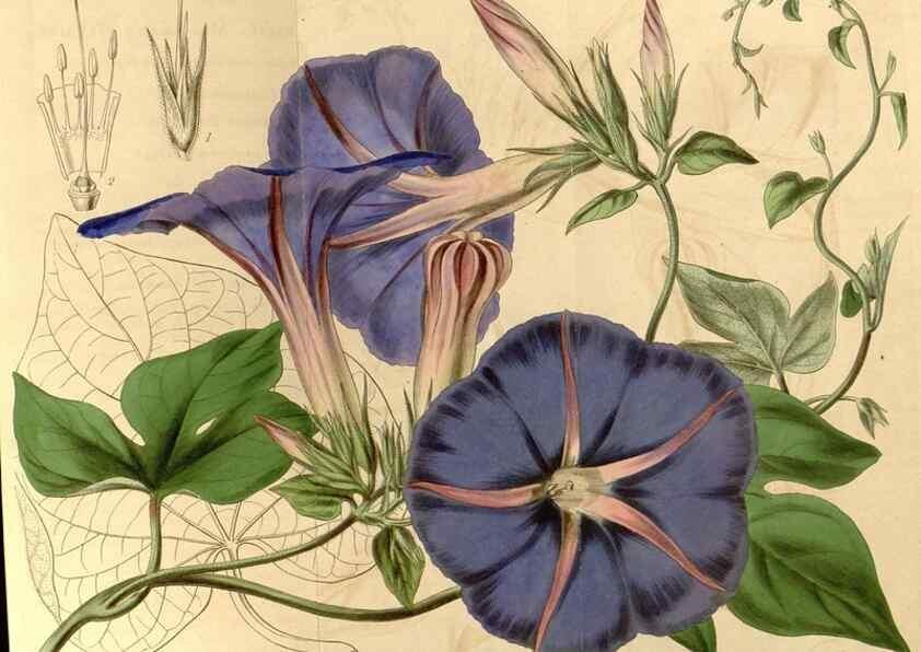 Reproducción/Reproduction 34862754800: Curtis's botanical magazine.. London ; New York [etc.] :Academic Press [etc.]