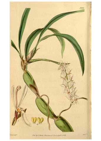 Reproducción/Reproduction 35209954786: Curtis's botanical magazine.. London ; New York [etc.] :Academic Press [etc.]