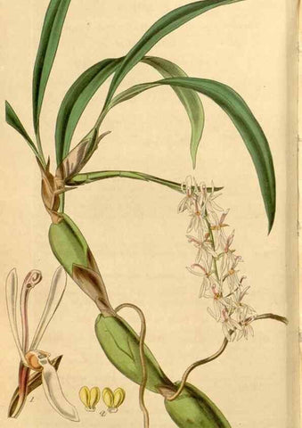 Reproducción/Reproduction 35209954786: Curtis's botanical magazine.. London ; New York [etc.] :Academic Press [etc.]