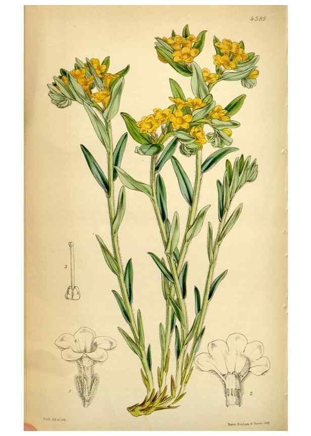 Reproducción/Reproduction 34407626404: Curtis's botanical magazine.. London ; New York [etc.] :Academic Press [etc.]