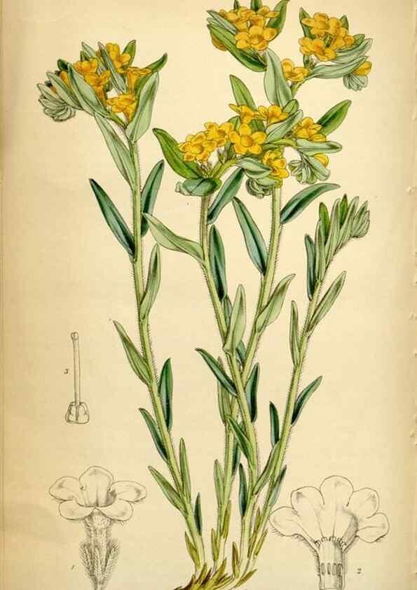 Reproducción/Reproduction 34407626404: Curtis's botanical magazine.. London ; New York [etc.] :Academic Press [etc.]