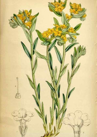 Reproducción/Reproduction 34407626404: Curtis's botanical magazine.. London ; New York [etc.] :Academic Press [etc.]