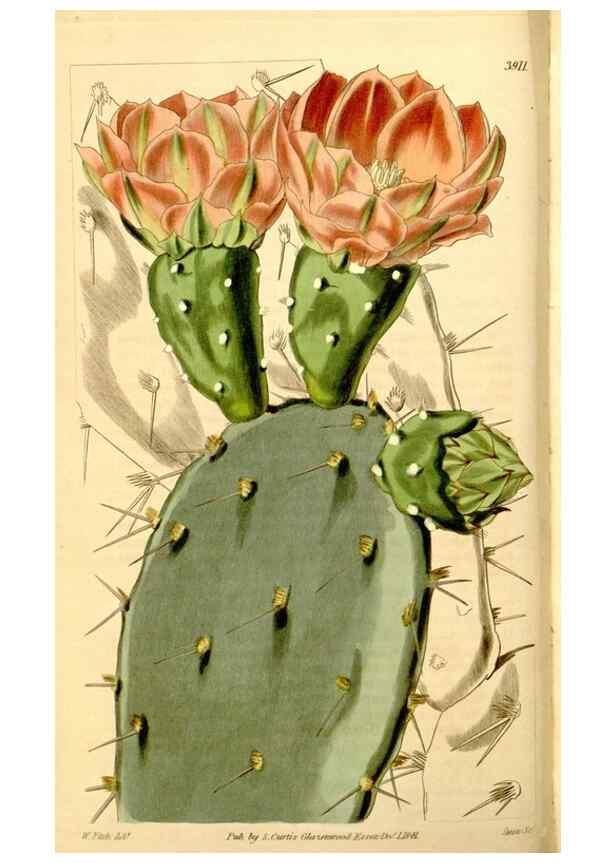Reproducción/Reproduction 34405754624: Curtis's botanical magazine.. London ; New York [etc.] :Academic Press [etc.]