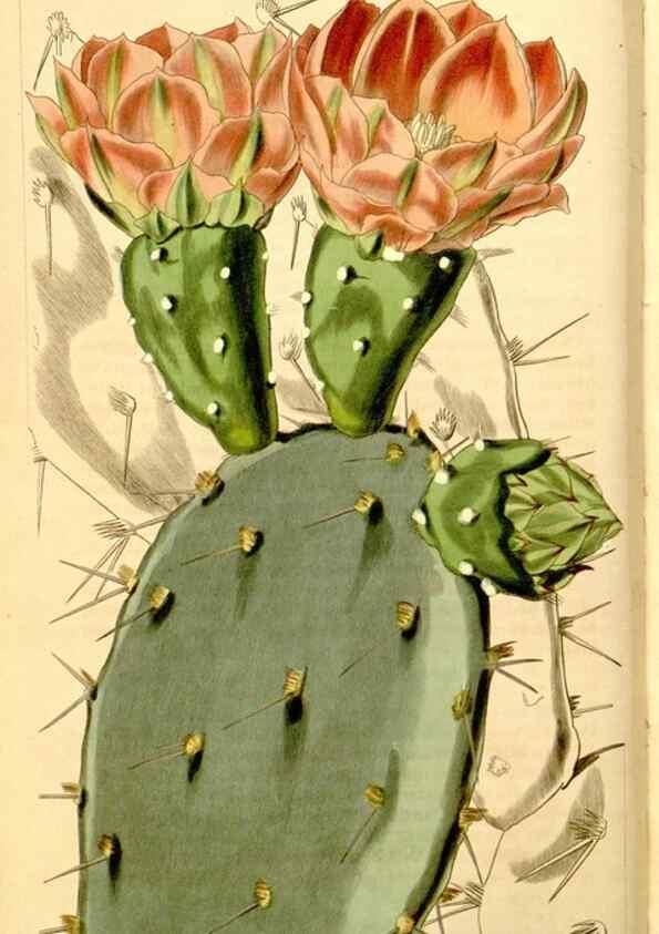 Reproducción/Reproduction 34405754624: Curtis's botanical magazine.. London ; New York [etc.] :Academic Press [etc.]