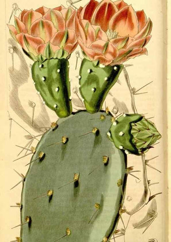 Reproducción/Reproduction 34405754624: Curtis's botanical magazine.. London ; New York [etc.] :Academic Press [etc.]