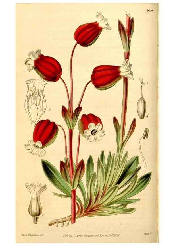 Reproducción/Reproduction 35249755195: Curtis's botanical magazine.. London ; New York [etc.] :Academic Press [etc.]