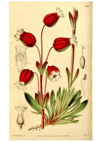 Reproducción/Reproduction 35249755195: Curtis's botanical magazine.. London ; New York [etc.] :Academic Press [etc.]