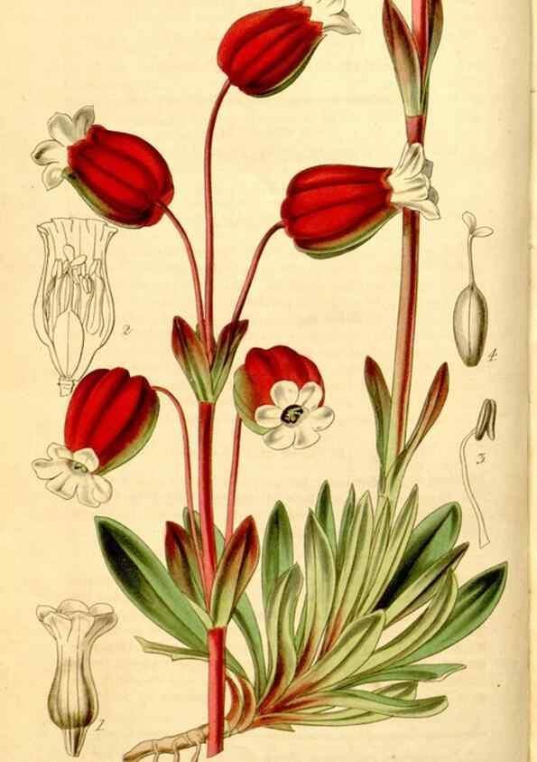 Reproducción/Reproduction 35249755195: Curtis's botanical magazine.. London ; New York [etc.] :Academic Press [etc.]