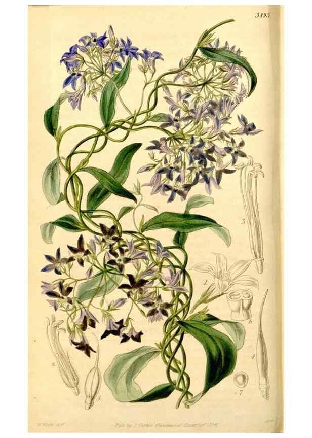 Reproducción/Reproduction 35084372332: Curtis's botanical magazine.. London ; New York [etc.] :Academic Press [etc.]