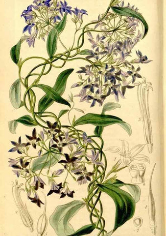 Reproducción/Reproduction 35084372332: Curtis's botanical magazine.. London ; New York [etc.] :Academic Press [etc.]