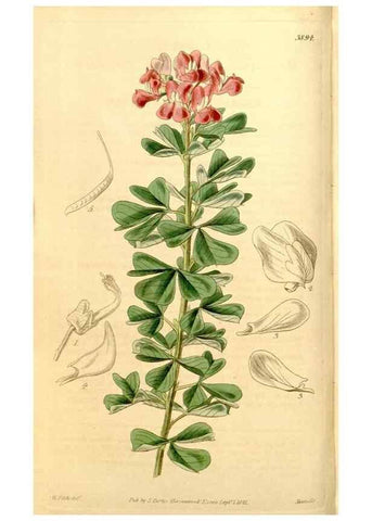 Reproducción/Reproduction 35084374902: Curtis's botanical magazine.. London ; New York [etc.] :Academic Press [etc.]