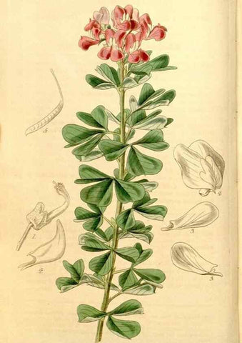 Reproducción/Reproduction 35084374902: Curtis's botanical magazine.. London ; New York [etc.] :Academic Press [etc.]
