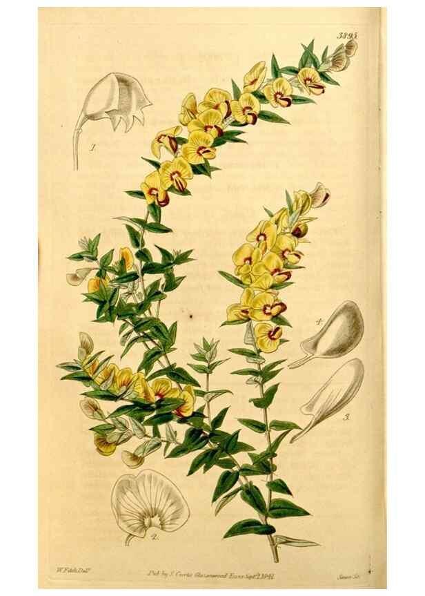 Reproducción/Reproduction 34405719954: Curtis's botanical magazine.. London ; New York [etc.] :Academic Press [etc.]