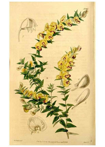 Reproducción/Reproduction 34405719954: Curtis's botanical magazine.. London ; New York [etc.] :Academic Press [etc.]