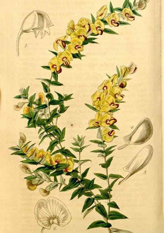 Reproducción/Reproduction 34405719954: Curtis's botanical magazine.. London ; New York [etc.] :Academic Press [etc.]