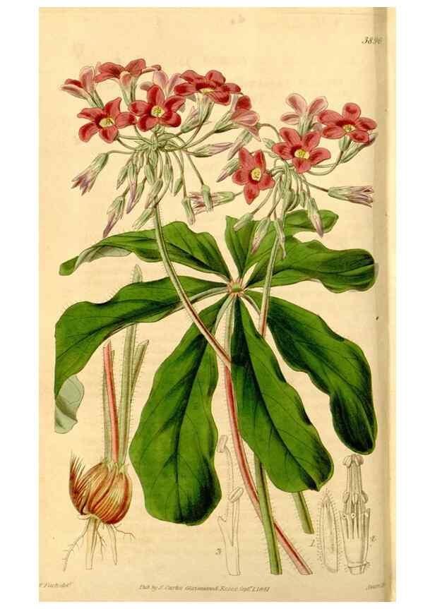 Reproducción/Reproduction 34405722284: Curtis's botanical magazine.. London ; New York [etc.] :Academic Press [etc.]