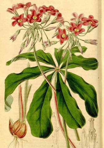 Reproducción/Reproduction 34405722284: Curtis's botanical magazine.. London ; New York [etc.] :Academic Press [etc.]