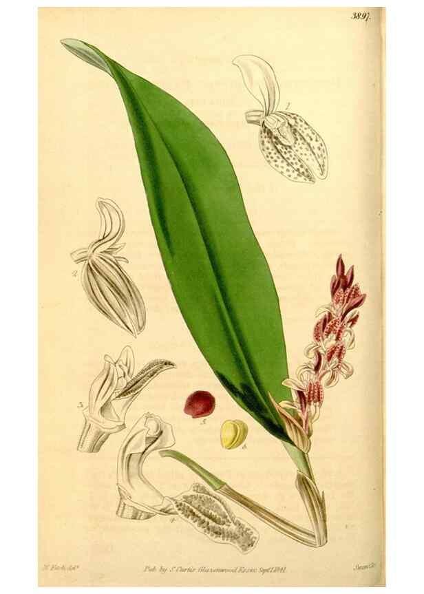 Reproducción/Reproduction 35120036201: Curtis's botanical magazine.. London ; New York [etc.] :Academic Press [etc.]