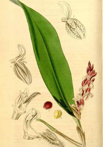 Reproducción/Reproduction 35120036201: Curtis's botanical magazine.. London ; New York [etc.] :Academic Press [etc.]