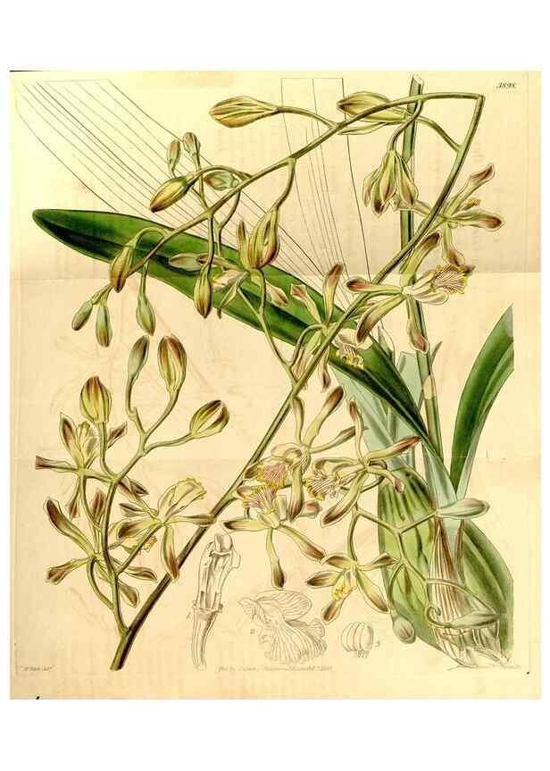 Reproducción/Reproduction 35120037961: Curtis's botanical magazine.. London ; New York [etc.] :Academic Press [etc.]