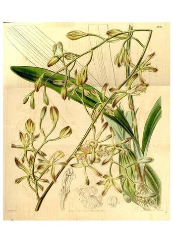 Reproducción/Reproduction 35120037961: Curtis's botanical magazine.. London ; New York [etc.] :Academic Press [etc.]