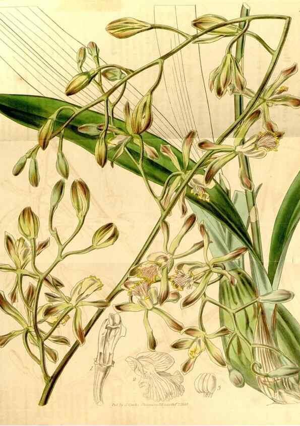 Reproducción/Reproduction 35120037961: Curtis's botanical magazine.. London ; New York [etc.] :Academic Press [etc.]