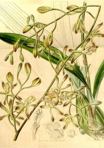 Reproducción/Reproduction 35120037961: Curtis's botanical magazine.. London ; New York [etc.] :Academic Press [etc.]