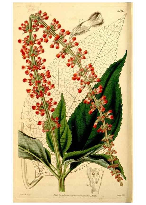 Reproducción/Reproduction 34405727114: Curtis's botanical magazine.. London ; New York [etc.] :Academic Press [etc.]