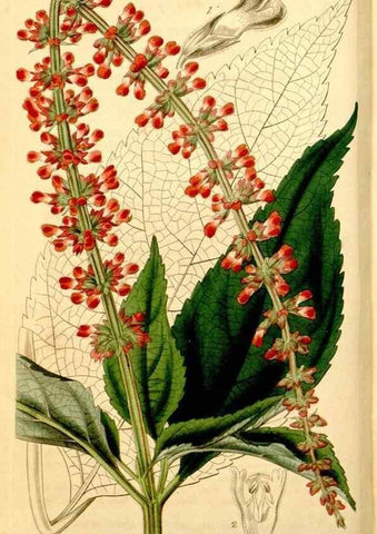 Reproducción/Reproduction 34405727114: Curtis's botanical magazine.. London ; New York [etc.] :Academic Press [etc.]