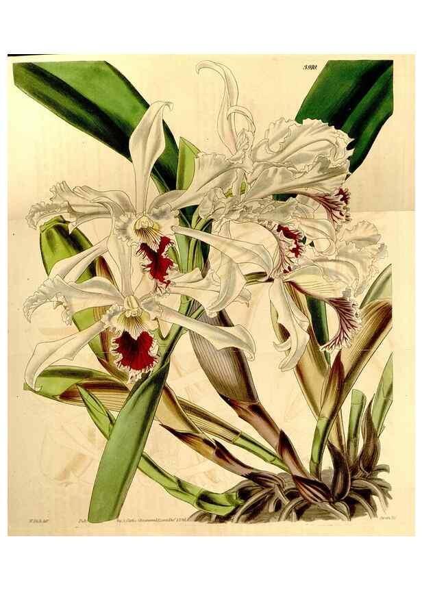 Reproducción/Reproduction 35084413232: Curtis's botanical magazine.. London ; New York [etc.] :Academic Press [etc.]