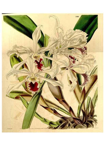 Reproducción/Reproduction 35084413232: Curtis's botanical magazine.. London ; New York [etc.] :Academic Press [etc.]