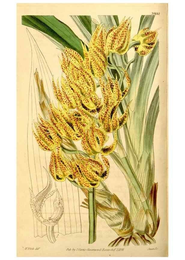 Reproducción/Reproduction 35084388882: Curtis's botanical magazine.. London ; New York [etc.] :Academic Press [etc.]