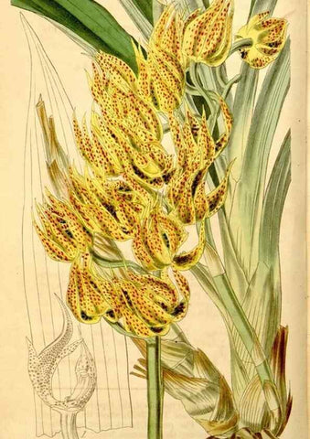 Reproducción/Reproduction 35084388882: Curtis's botanical magazine.. London ; New York [etc.] :Academic Press [etc.]